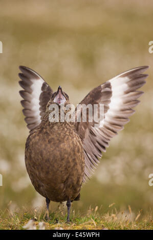 Great Skua (Stercorarius Skua) territoriale Erwachsenen anzeigen zu anderen Raubmöwen streckte seine Flügel und ruft über Kopf vorbei. Shetland-Inseln, Schottland, UK, Juni. (nicht Ex) Stockfoto