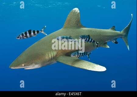 Ozeanische Weißspitzen Hai (Carcharhinus Longimanus) mit Pilot Fisch (Naucrates ten). Tropischen West Atlantik vor Cat Island, Bahamas. Stockfoto