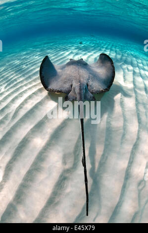 Südlichen Stachelrochen (Dasyatis Americana) schwimmen über Sand Wellen auf der Sandbank, Grand Cayman, Cayman-Inseln. Stockfoto