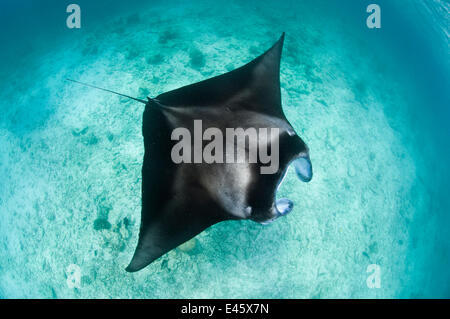 Großen Mantarochen (Manta Birostris) ernähren sich von Plankton in sehr flachem Wasser von der Oberfläche gesehen. Hanifaru Lagune, Baa Atoll, Malediven. Indischen Ozean. Stockfoto