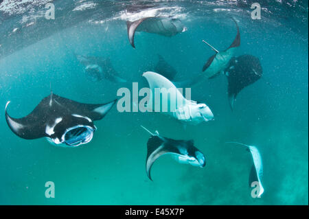 Manta-Rochen in Malediven, Unterwasser, Korallenriff, tropischen Riff ...