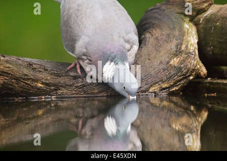 Woodpigeon (Columba Palumbus) Erwachsenen vornübergebeugt um zu trinken Wasser aus einem Pool in einem Wald, Hortobagy, Ungarn Stockfoto