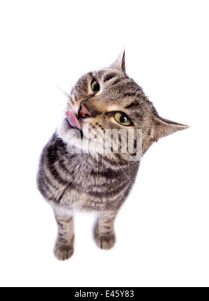 Manx Katze mit lustigen Ausdruck Zunge heraus isoliert auf weißem Hintergrund Stockfoto