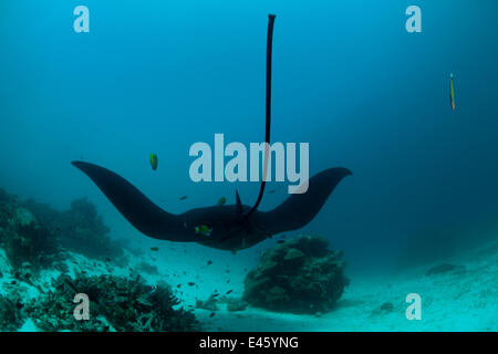 Riesigen Mantarochen (Manta Birostris) an eine Reinigungsstation, von hinten gesehen. Nord-Raja Ampat, West-Papua, Indonesien Stockfoto