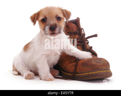 Rau beschichtet, Jack Russell Terrier Welpen, beige und weiß, mit einem boot Stockfoto