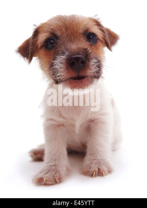 Rau beschichtet, Jack Russell Terrier Welpen, schwarz, tan und weiß, Porträt Stockfoto