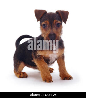 Rau beschichtet, Jack Russell Terrier Welpen, Black And Tan, portrait Stockfoto