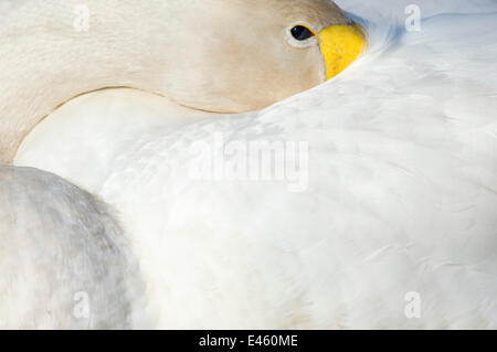 Singschwan (Cygnus Cygnus) mit seinem Schnabel versteckt unter seine Fittiche. Den Niederlanden, Juni. Stockfoto