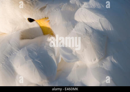 Singschwan (Cygnus Cygnus) mit seinem Schnabel in die Federn. Den Niederlanden, Januar. Stockfoto