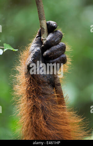 Bornean Orang-Utans (Pongo Pygmaeus Wurmbii) Reifen männlichen "Doyok" Hand mit einer Liane (Pongo Pygmaeus Wurmbii). Pondok Tanggui, Tanjung Puting Nationalpark, Zentral-Kalimantan, Borneo, Indonesien. Juni 2010. Sanierte und freigegeben (oder aus) b Stockfoto