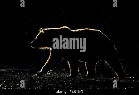 Silhouette Grizzlybär (Ursus Arctos Horribilis) zu Fuß. Katmai, Alaska, USA, September. Stockfoto