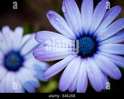 Eine blauäugige Daisy (Osteospermum Blume), auch bekannt als ein Herbers, South African Daisy und Cape Daisy.  Edmonton, Kanada. Stockfoto