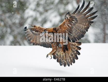 Steinadler (Aquila Chrysaetos) Tiefflug über Schnee mit Krallen schwang. Kuusamo, Finnland, Februar. Stockfoto