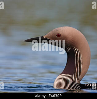 Black-throated Diver (Gavia Arctica) Vaala Finnland Juni Stockfoto