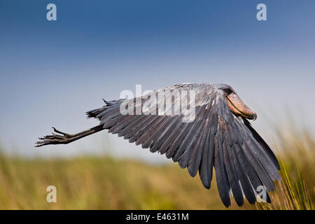 Wal, die unter der Leitung / Storch der Schuhschnabel (Balaeniceps Rex) im Flug über den Sümpfen von Mabamba, Viktoriasee, Uganda / Bec de Sabot, Lac Victoria, Ouganda Stockfoto