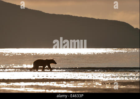 Silhouette der Grizzlybär (Ursus Arctos Horribilis) Strand entlang, Katmai NP, Alaska, USA, August Stockfoto