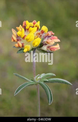 Niere Wicke Anthyllis vulneraria Stockfoto
