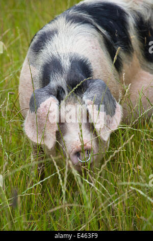 Freerange Gloucester alten Ort Hausschwein (Sus Scrofa Domestica) Porträt mit Ohren, Augen, UK bedecken. Stockfoto