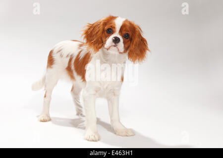 Cavalier King Charles Spaniel, Blenheim Welpen, 4 1/2 Monate, stehend. Stockfoto