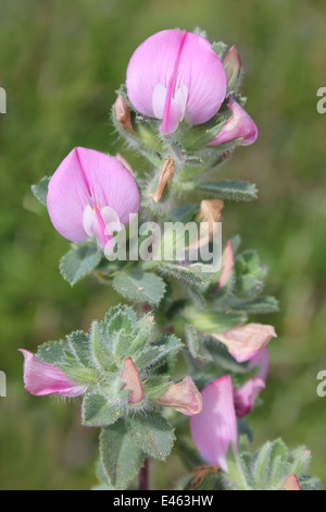 Gemeinsame Restharrow Ononis repens Stockfoto