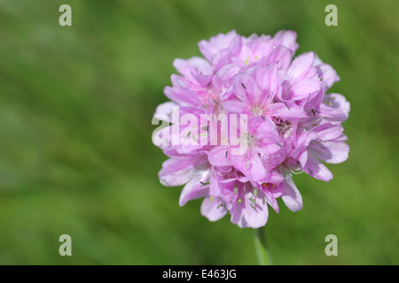 Meer Sparsamkeit Armeria maritima Stockfoto