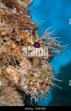 Gefleckte Drachenköpfe (Scorpaena Plumieri) liegen reglos und Weichkorallen getarnt. West Palm Beach, Golfstrom, West-Atlantik, Florida, USA. Stockfoto