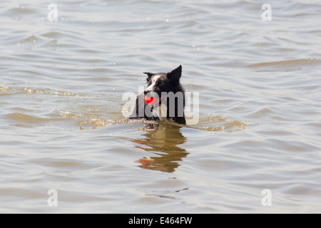 Border Collie in Wasser mit Ball im Mund auf off Leine Hundepark Cherry Beach in Toronto Ontario Kanada Stockfoto