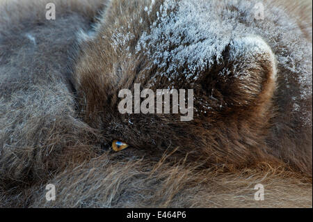 Polarfuchs (Vulpes / Alopex Lagopus) zusammengerollt, Augen offen, blauer Morph, Island, April Stockfoto