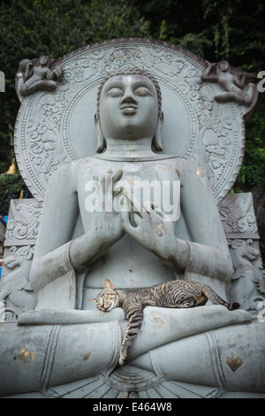 Katze schläft auf dem Schoß Buddha-Statuen. Stockfoto
