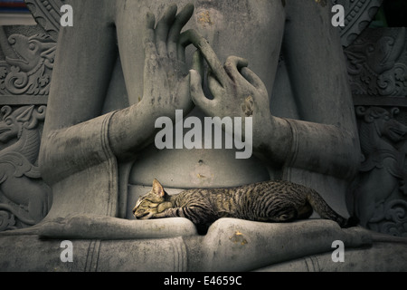 Katze schläft auf dem Schoß Buddha-Statuen. Stockfoto