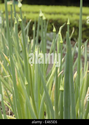 Gemeinsamen Zwiebel - Allium cepa Stockfoto