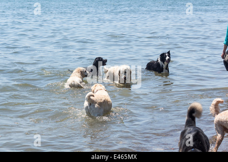 Fünf Hunde in Lake Ontario am Strand Kirsche aus Leine Hundepark in Toronto Ontario Stockfoto