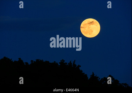 Vollmond, erhebt sich über einem Wald in einem dunklen blauen Nachthimmel Stockfoto