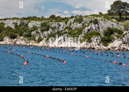 Muscheln in der Adria, Kroatien wachsen. Horizontalen Schuss Stockfoto