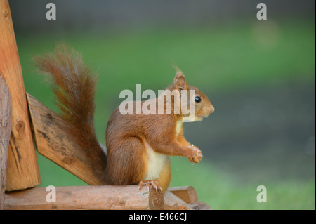 Eichhörnchen in einem Garten am Fuße eines Vogels Einlauftisch Stockfoto