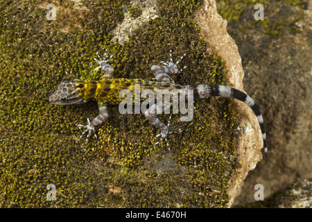 Zwerg GECKO, Cnemaspis SP., Common, Thenmala, Kerala Stockfoto