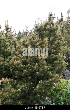 PINUS MUGO OPHIR. ZWERG-BERGKIEFER. Stockfoto