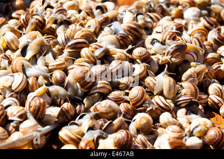 Viele Schnecken auf einem Markt in Andalusien warten auf Käufer Stockfoto