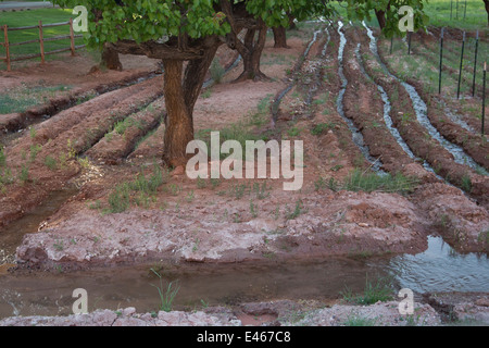 Torrey, Utah - Bewässerung von Obstgärten im Capitol Reef National Park. Stockfoto