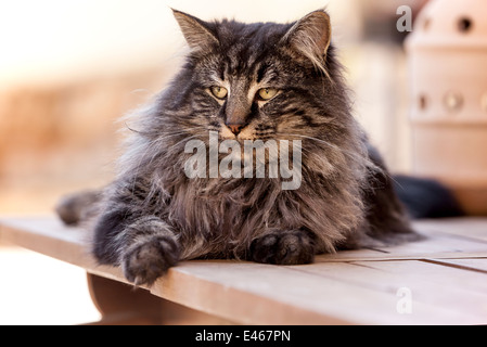 Norwegische Waldkatze Stockfoto