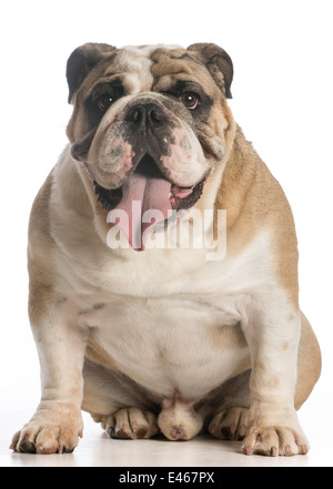 englische Bulldogge sitzend betrachten Viewer auf weißem Hintergrund Stockfoto