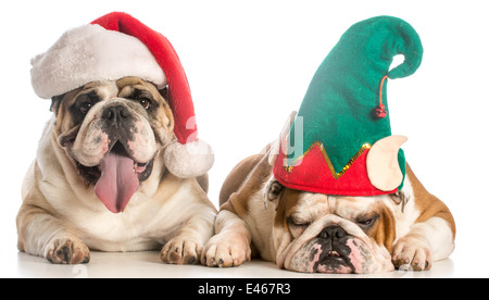 Weihnachten Hunde Kleid wie Santa und und Elf - englische Bulldogge Stockfoto