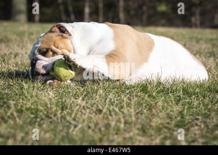 englische Bulldogge mit Tennisball draußen auf der Wiese spielen Stockfoto