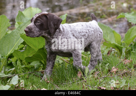 Deutscher Kurzhaariger Vorstehhund Welpen draußen auf der Wiese Stockfoto