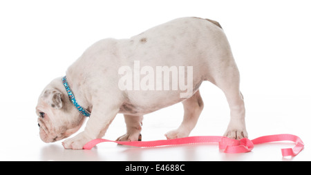 englische Bulldogge mit Leine und Halsband auf weißem Hintergrund Stockfoto