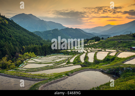 Japanischer Reisterrassen bei Sonnenuntergang. Maruyama-Senmaida, Kumano, Japan. Stockfoto