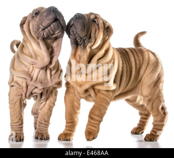 zwei chinesische Shar pei Welpen isoliert auf weißem Hintergrund - 4 Monate alt Stockfoto