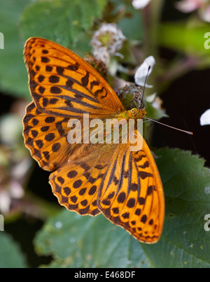 Silber-washed Fritillary Fütterung auf Bramble Blume. Bookham Common, Surrey, England. Stockfoto