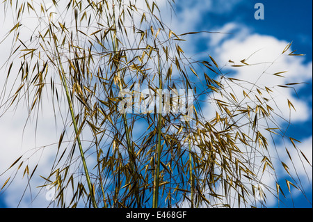 Stipa Gigantea Riesen Feather Grass Golden Hafer. Immergrüne sonnigen Himmel. Stockfoto