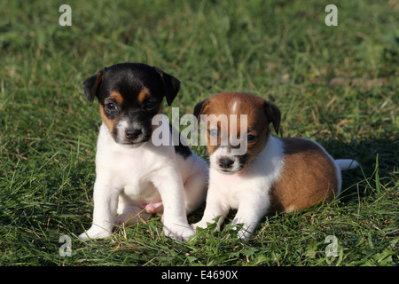 Jack-Russell-Terrier Welpen Stockfoto